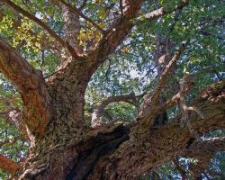 Ambiente: un rituale per tenere in vita gli alberi da sughero