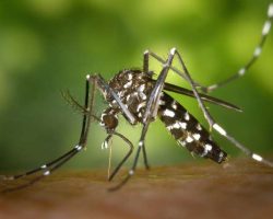 4 situazioni in cui è bene non avere a che fare con le zanzare